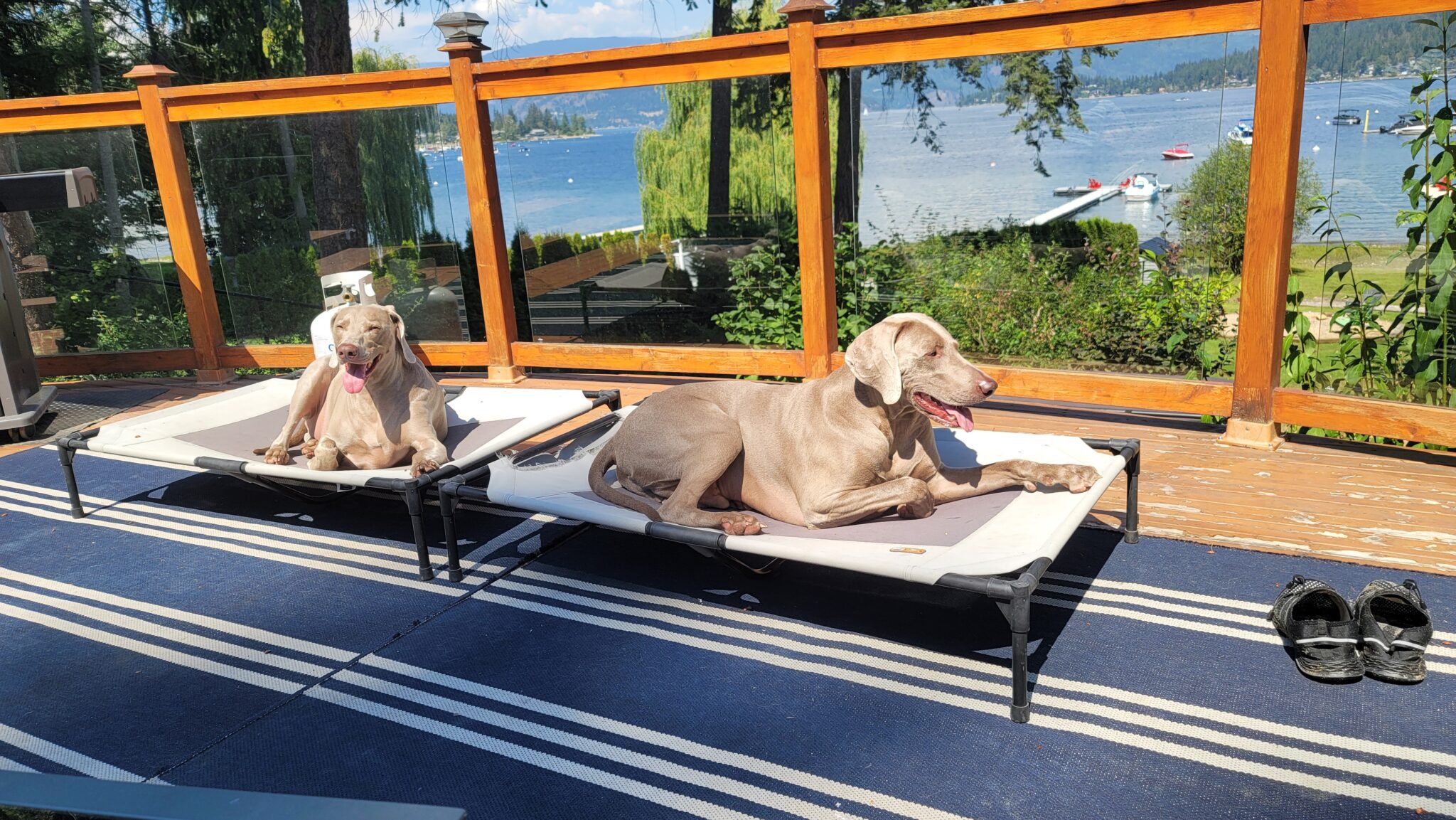 Two brown dogs laying on beds on a deck